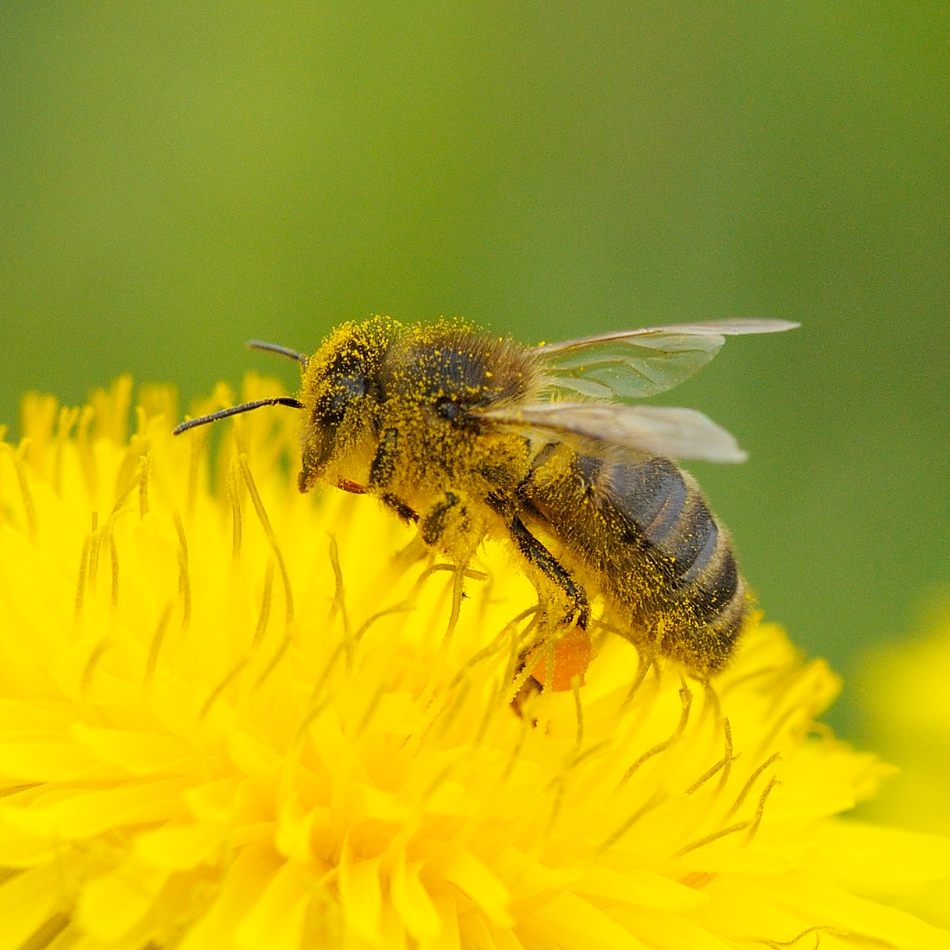 Naturkonkret Bienenhonig vom Ulmberg