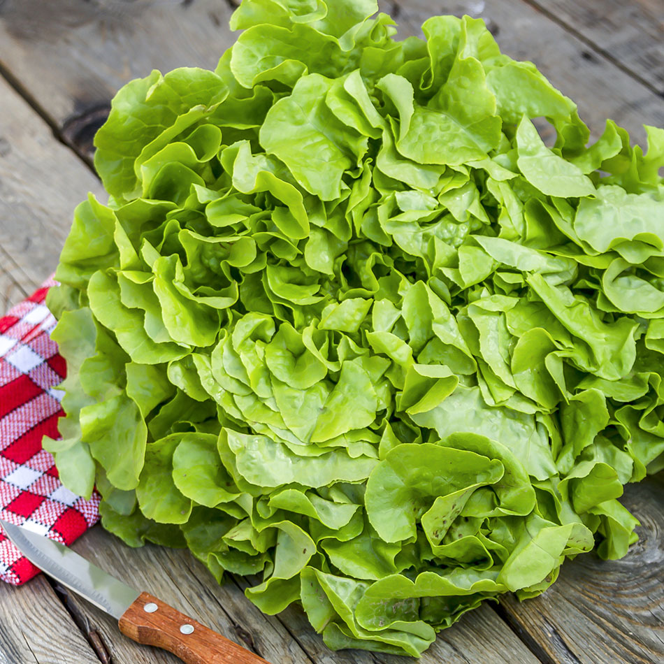 Eichblatt grün Natur Konkret - Onlineshop Eichblatt grün