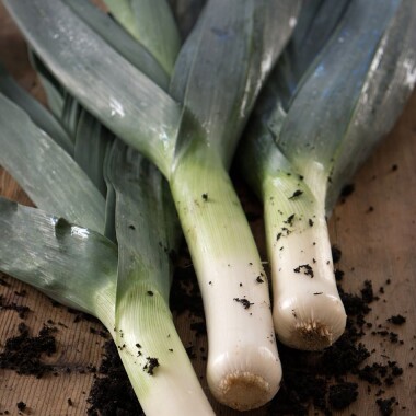 Natur Konkret - Onlineshop Lauch