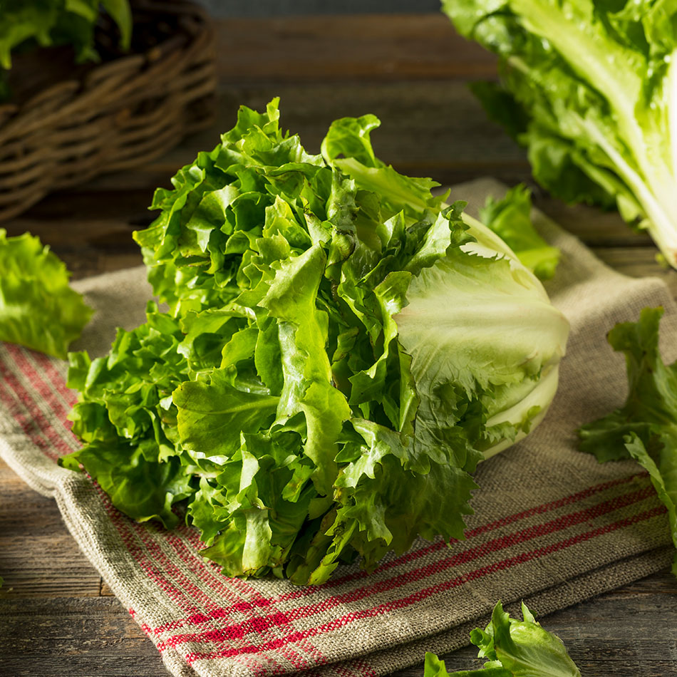 Endivie Natur Konkret - Onlineshop Endivie