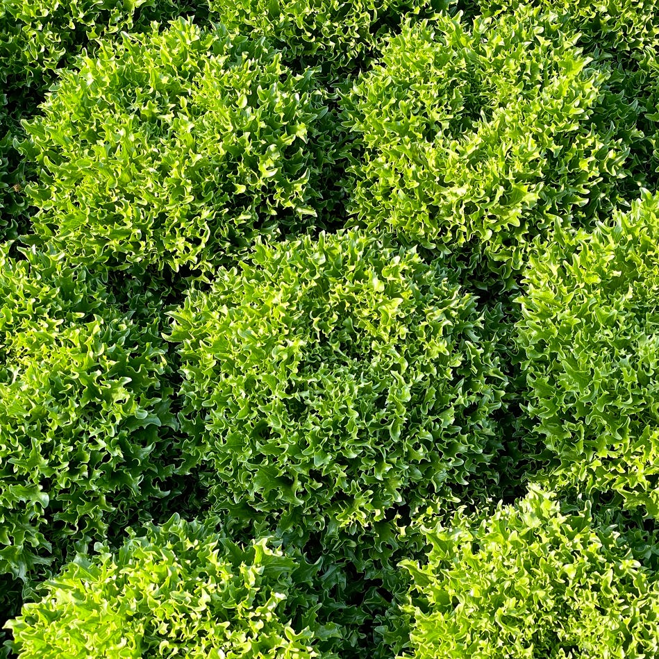 Natur Konkret - Onlineshop Salanova grün gekraust