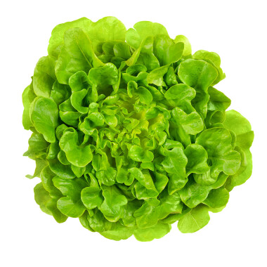 Natur Konkret - Onlineshop Salanova grün