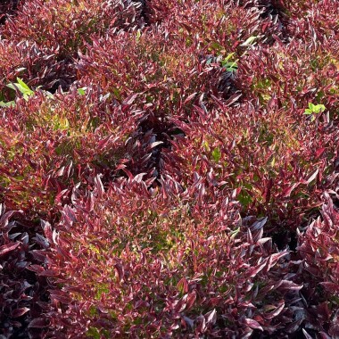 Natur Konkret - Onlineshop Salanova rot gekraust