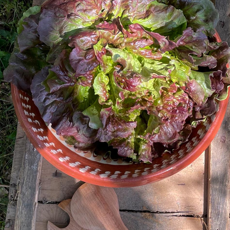 Natur Konkret - Onlineshop Batavia rossa