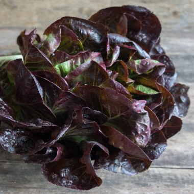 Natur Konkret - Onlineshop Kopfsalat rot