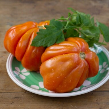 Natur Konkret - Onlineshop Tomaten Cuore di Bue Original