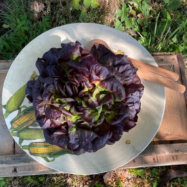 Natur Konkret - Onlineshop Salanova rot