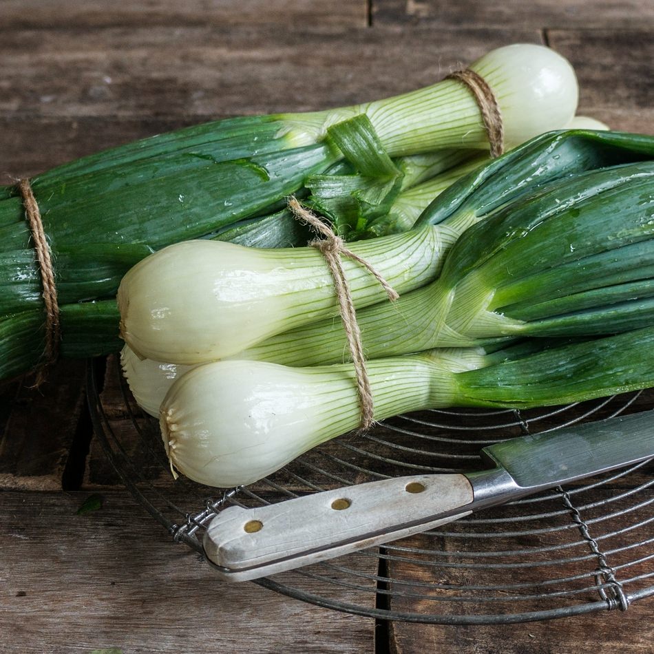 Frühlingszwiebeln Natur Konkret - Onlineshop Frühlingszwiebeln