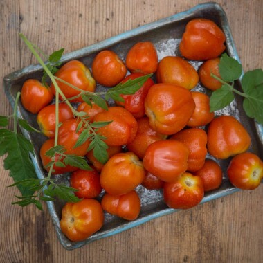Natur Konkret - Onlineshop Cherrytomaten Berry