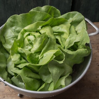 Natur Konkret - Onlineshop Kopfsalat grün