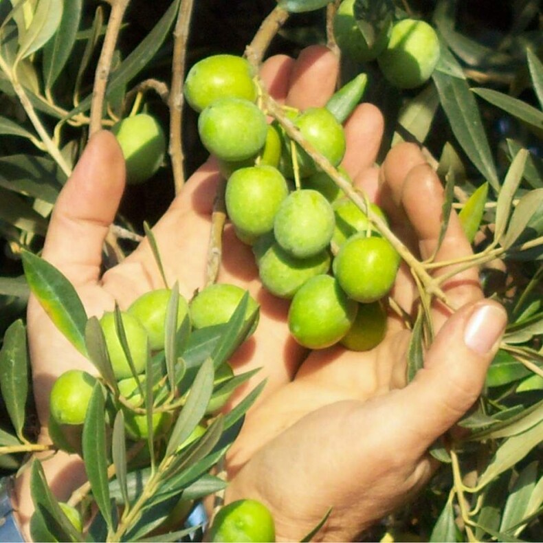 Olivenöl Biancolilla Sizilien