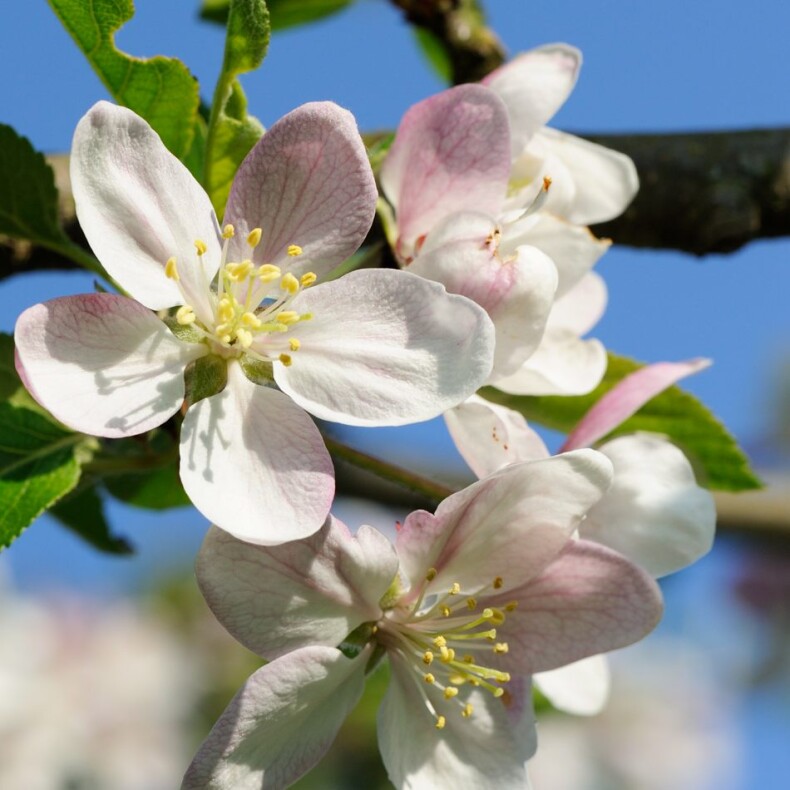 Bienenhonig vom Ulmberg