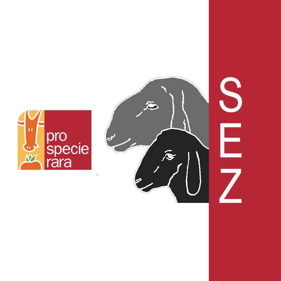 Lamm-Kotelett Natur Konkret - Onlineshop Lamm-Kotelett