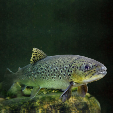 Natur Konkret - Onlineshop Seeforelle