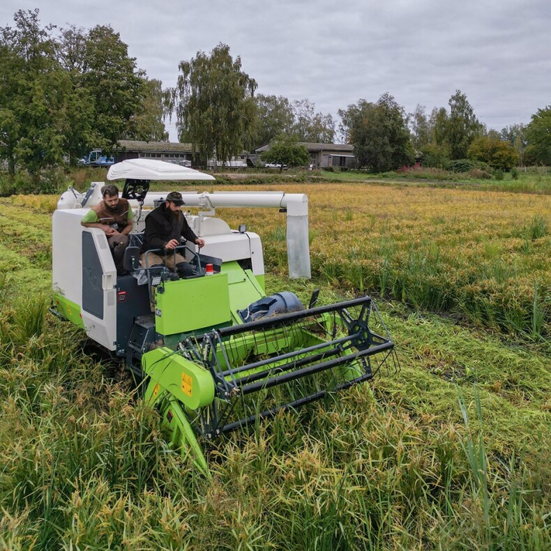 Linumer Teichreis