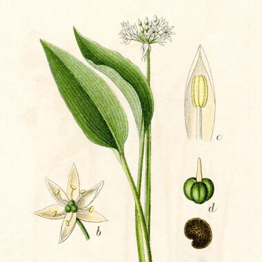 Natur Konkret - Onlineshop Bärlauch