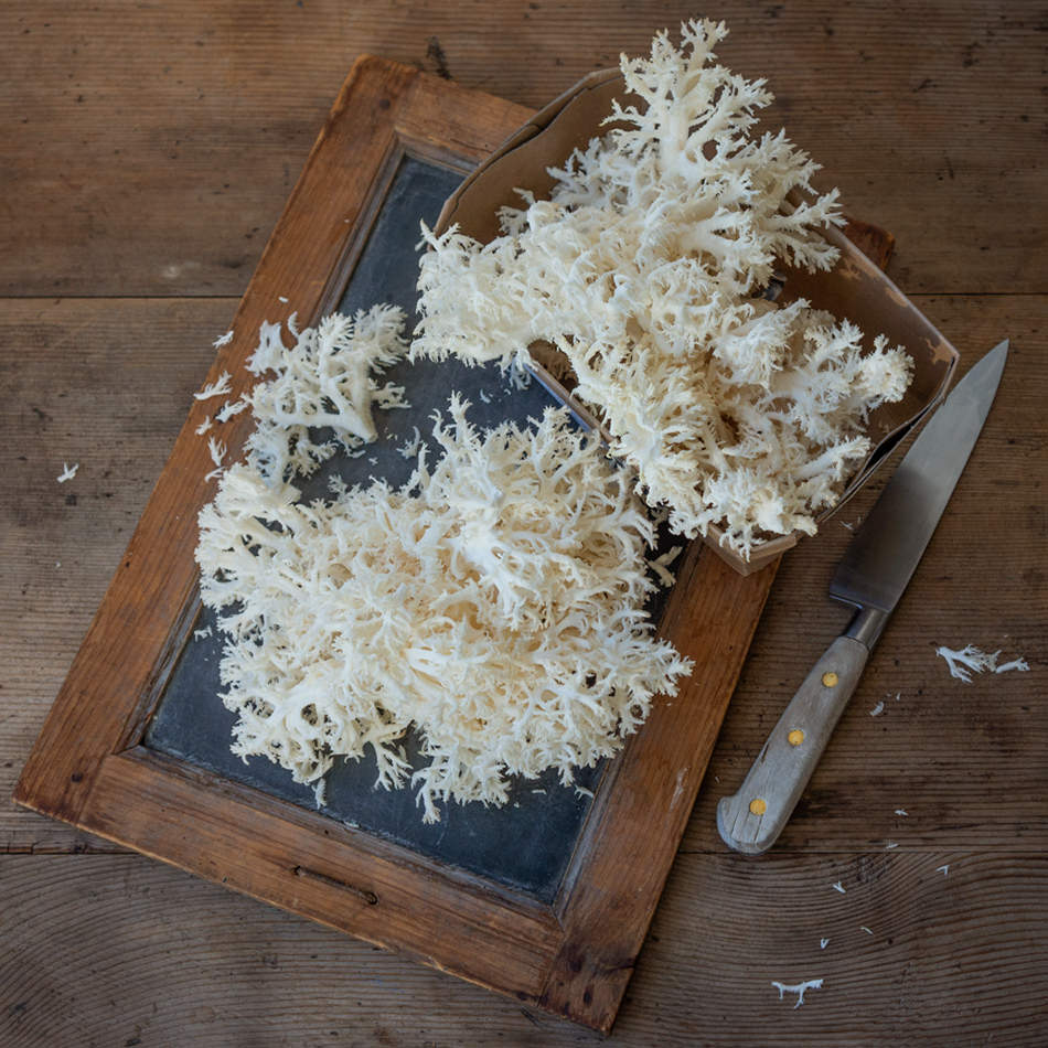 Stachelbart Natur Konkret - Onlineshop Stachelbart