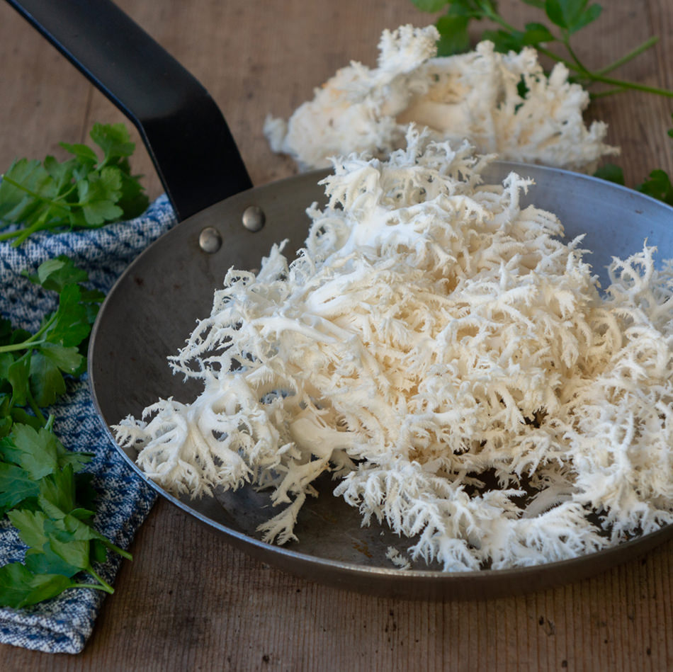 Stachelbart Natur Konkret - Onlineshop Stachelbart