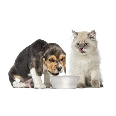 Hundefutter Ochsenschwanz