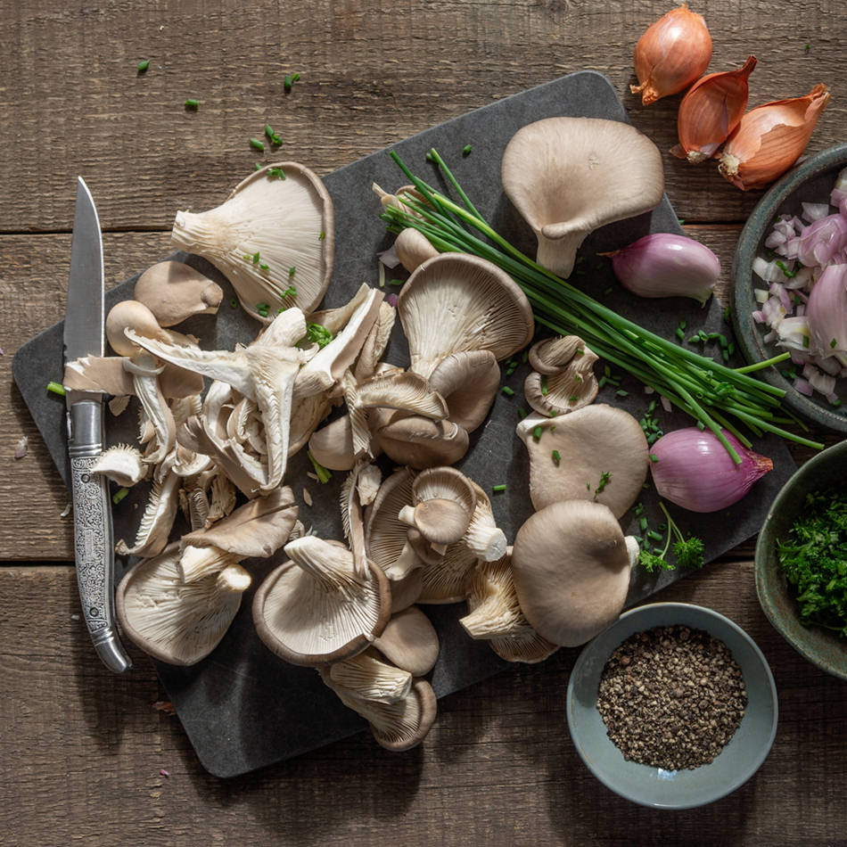 Austernseitling Natur Konkret - Onlineshop Austernseitling