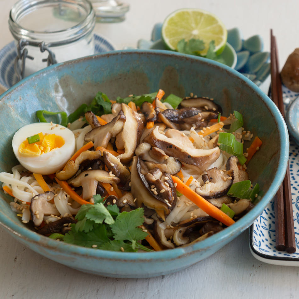 Shiitake Natur Konkret - Onlineshop Shiitake