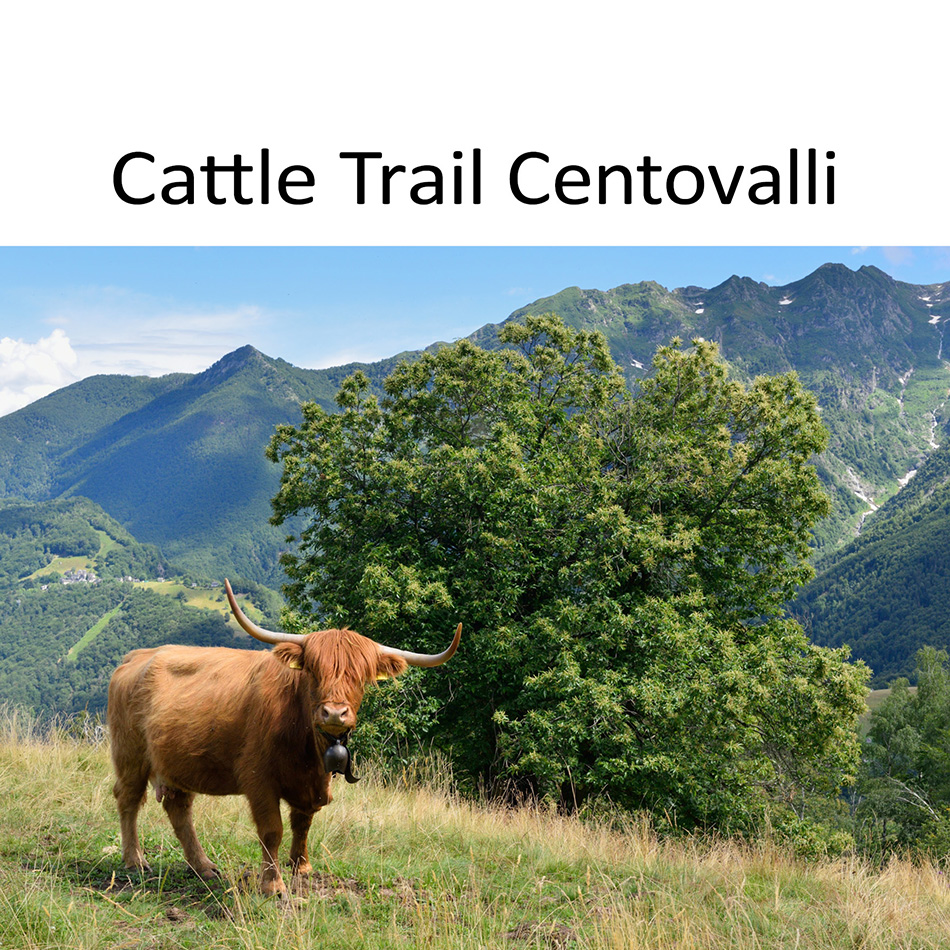 Cattle Trail - Centovalli RESERVIEREN