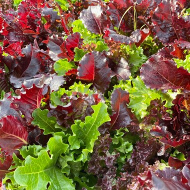 Baby Leaf Schnittsalat