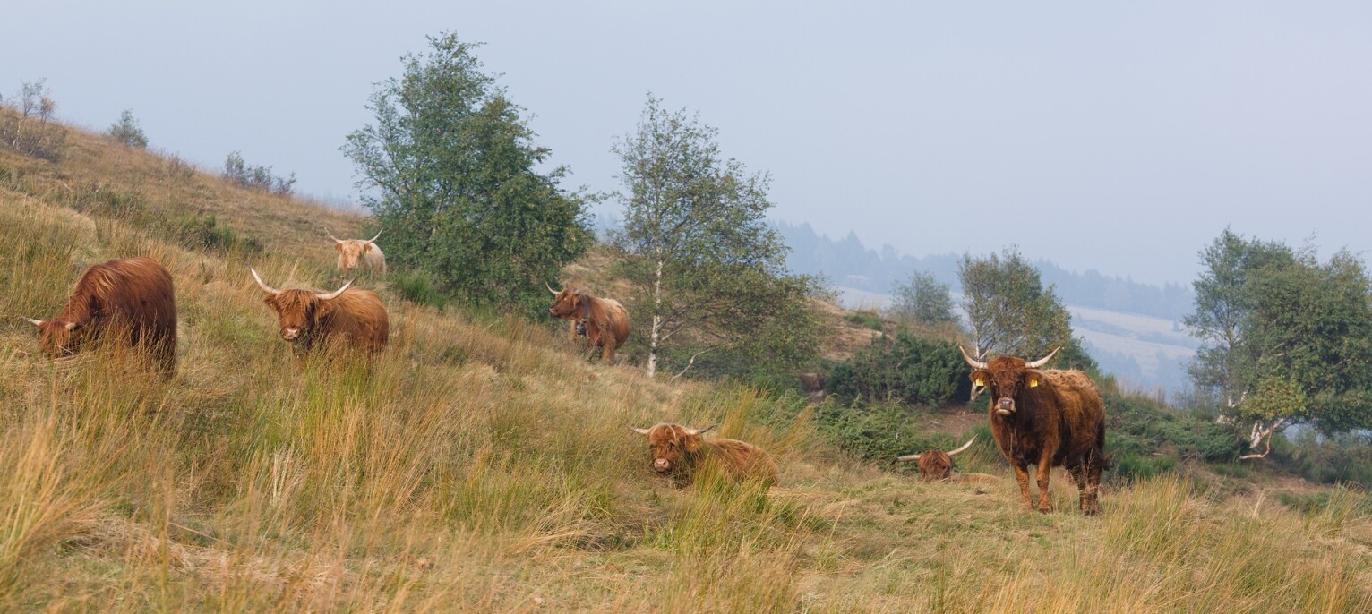 Natur Konkret - Onlineshop - Manzo scozzese