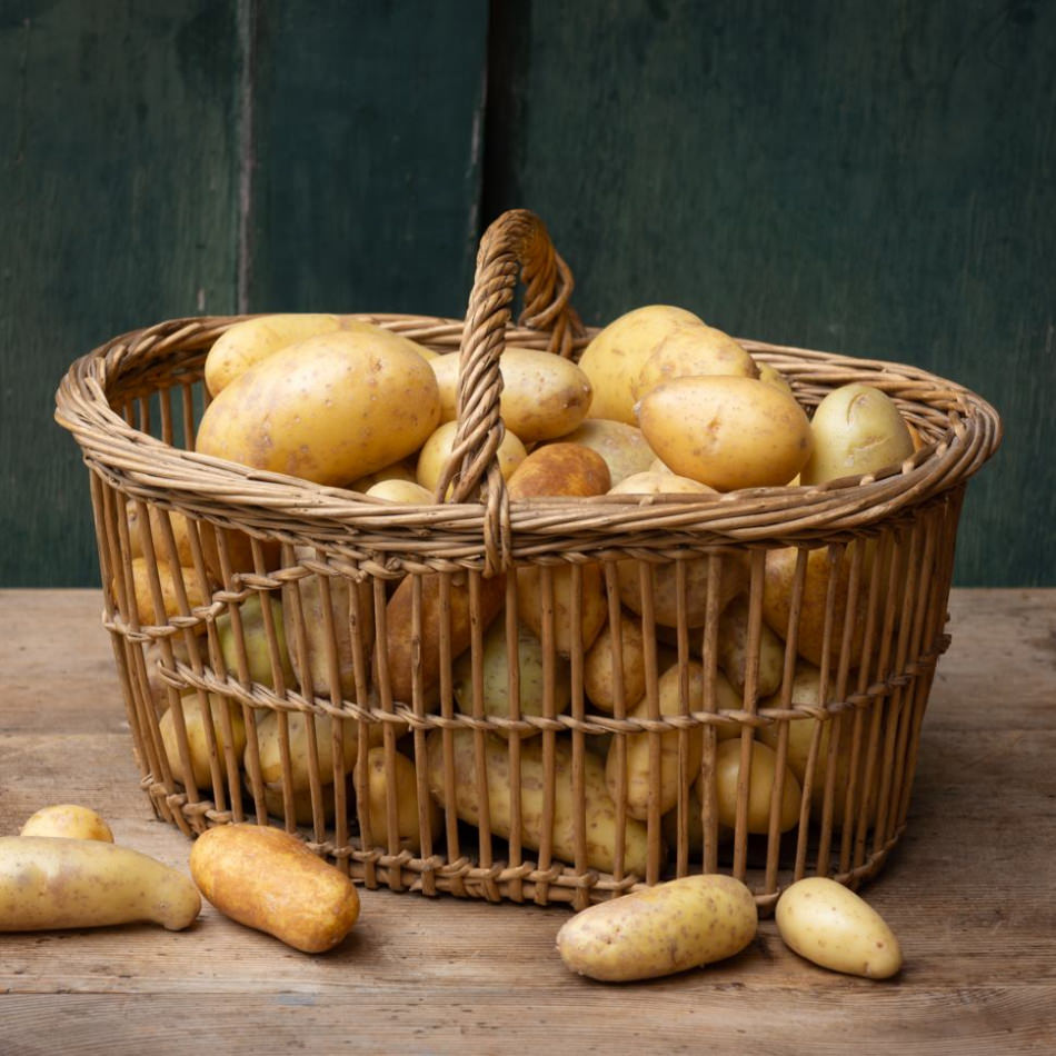 Patate da tavola biologiche Jelly