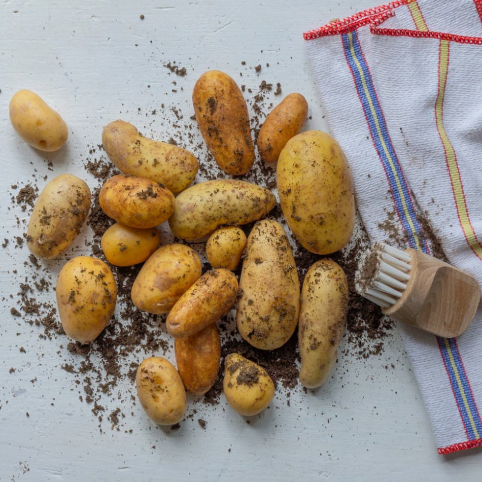 Patate da tavola biologiche Jelly Patate da tavola biologiche Jelly