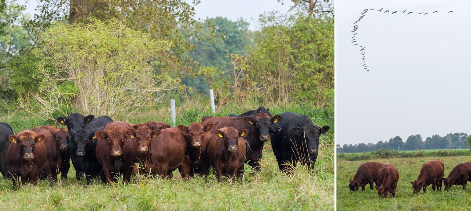 Natur Konkret - Onlineshop - Angus